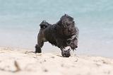 PETIT CHIEN LION 106